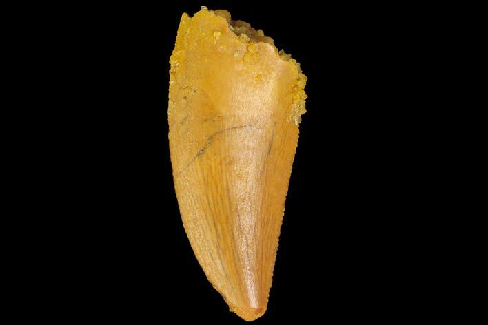 Serrated, Raptor Tooth - Real Dinosaur Tooth #176224